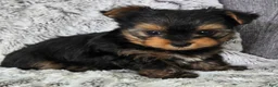 Yorkshire Terrier dogs for sale: Pepper  - Ad 3