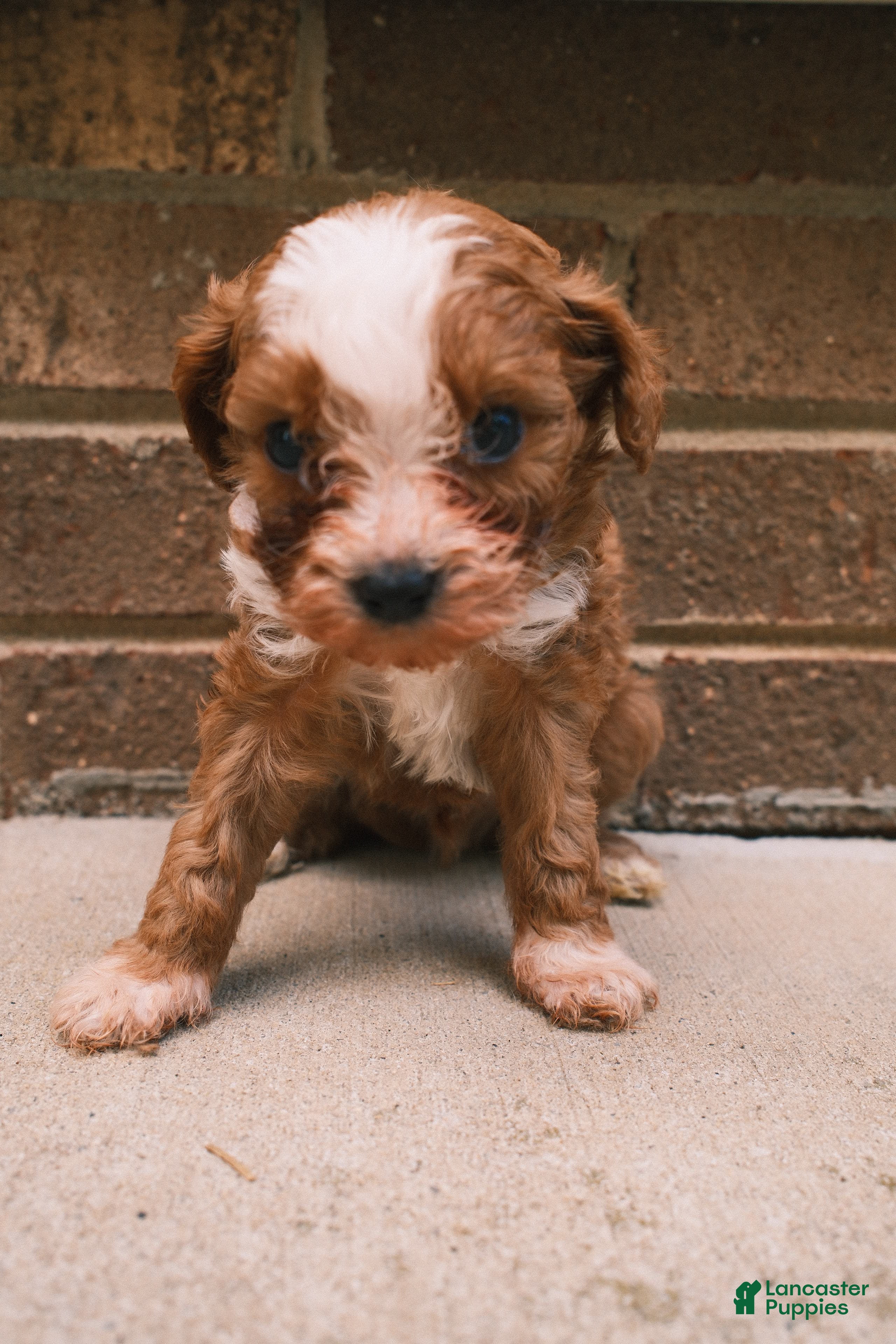 Cavapoo dogs Teddy - Ad 2