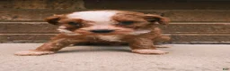 Cavapoo dogs for sale: Teddy - Ad 2