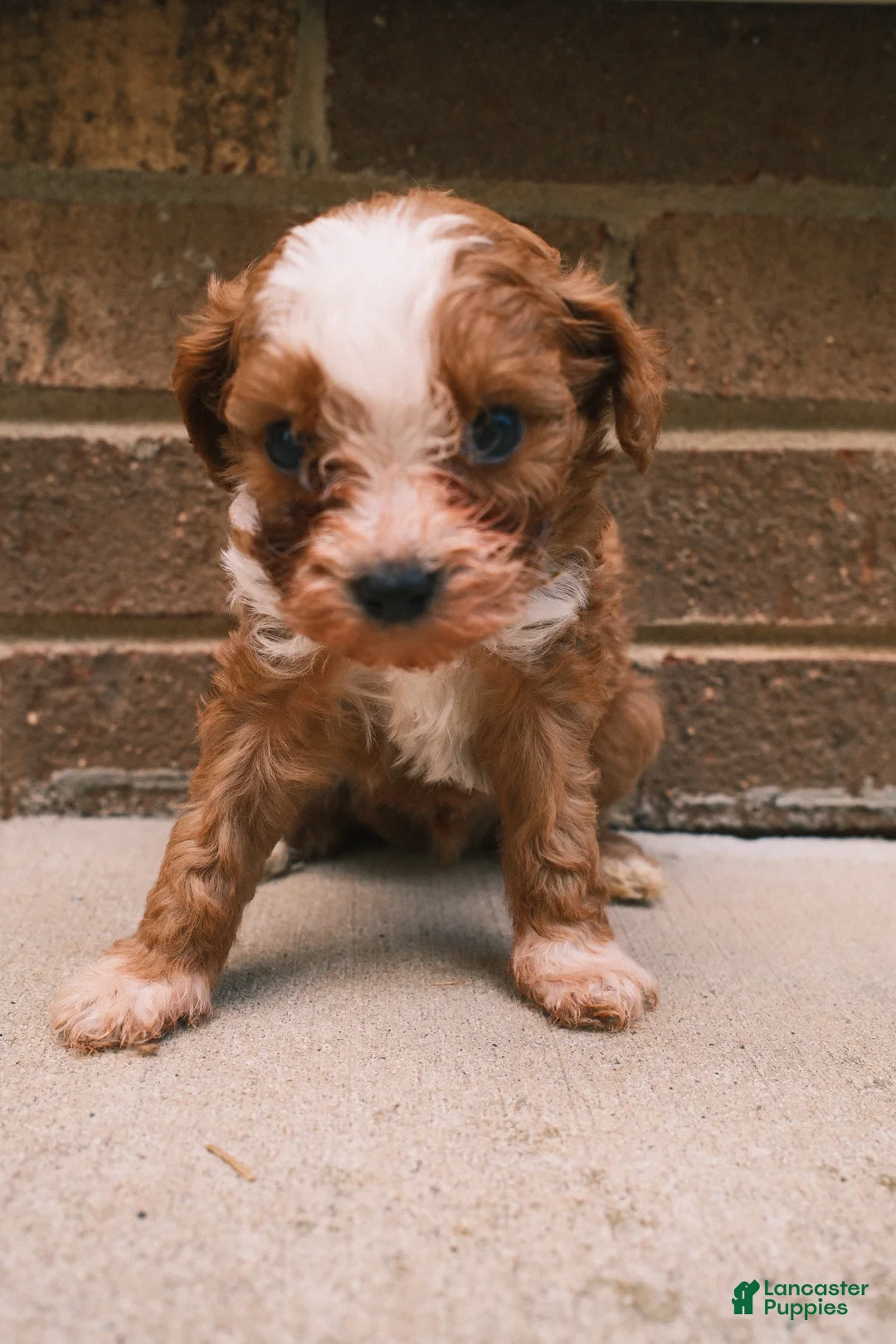 Cavapoo dogs for sale: Teddy - Ad 2