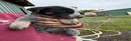 Australian Cattle Dog dogs for sale: Chloe - Ad 3