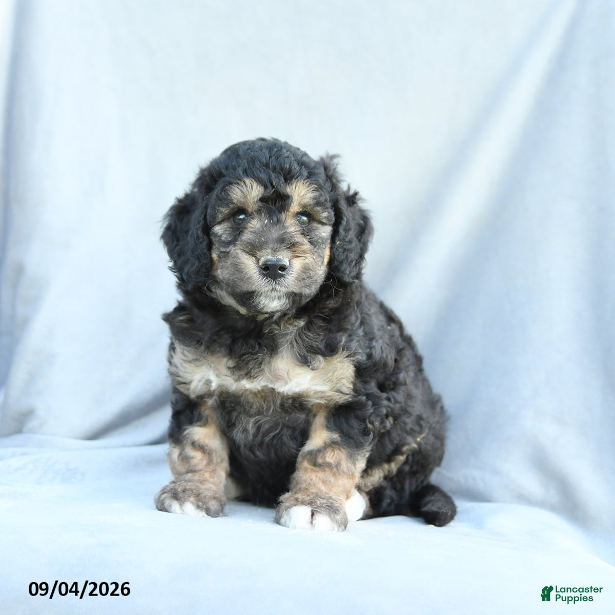 Mini Bernedoodle dogs Mason - Ad 2
