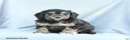 Mini Bernedoodle dogs for sale: Mason - Ad 2