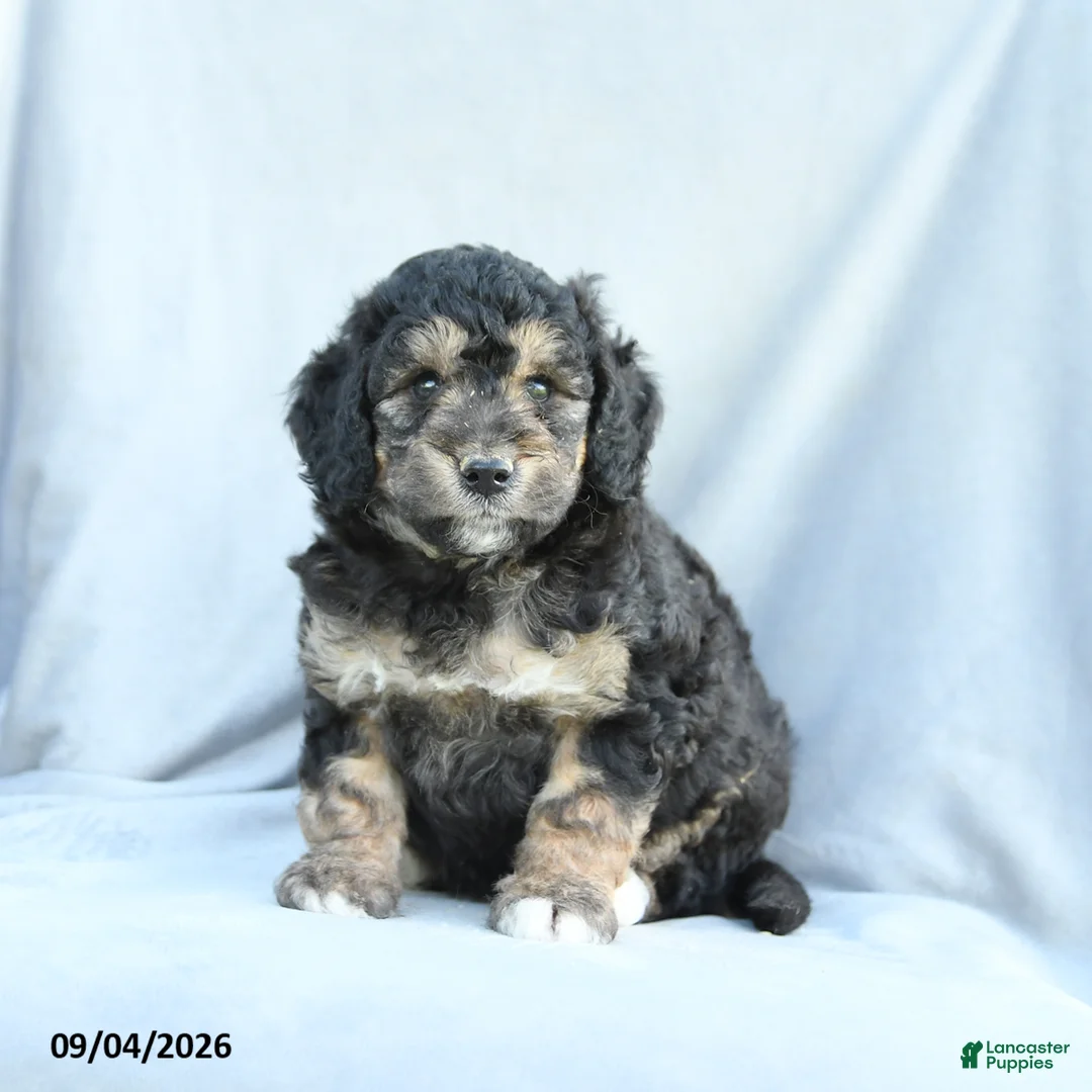 Mini Bernedoodle dogs for sale: Mason - Ad 2