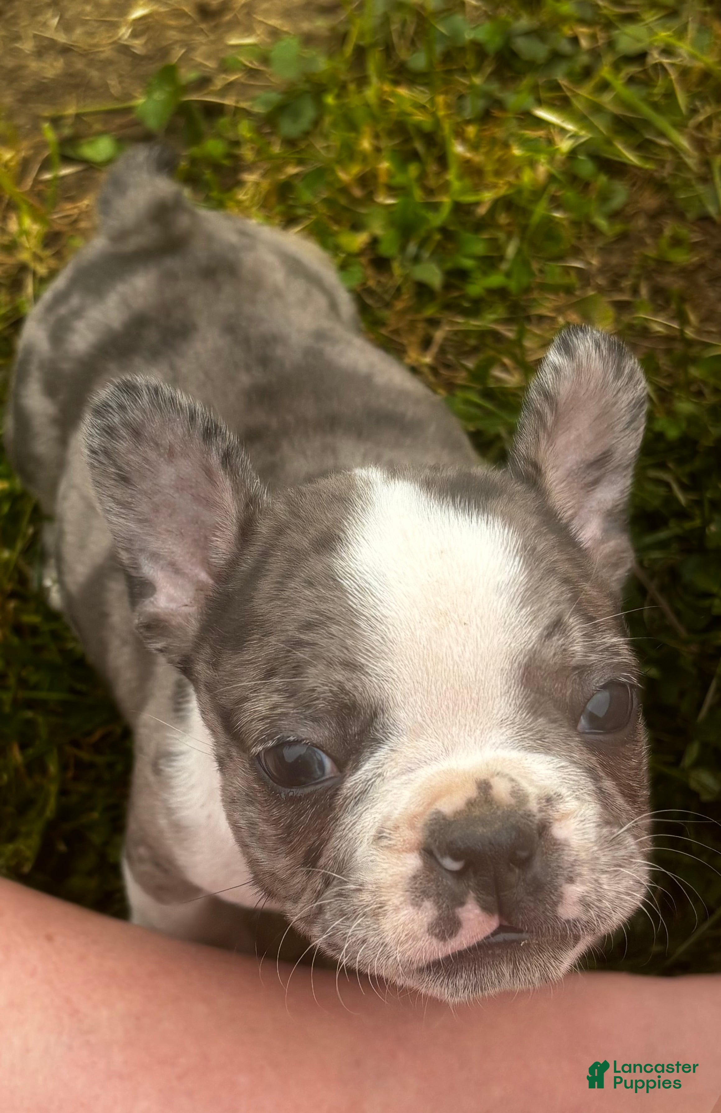 Mixed Breed dogs Wally - Ad 11