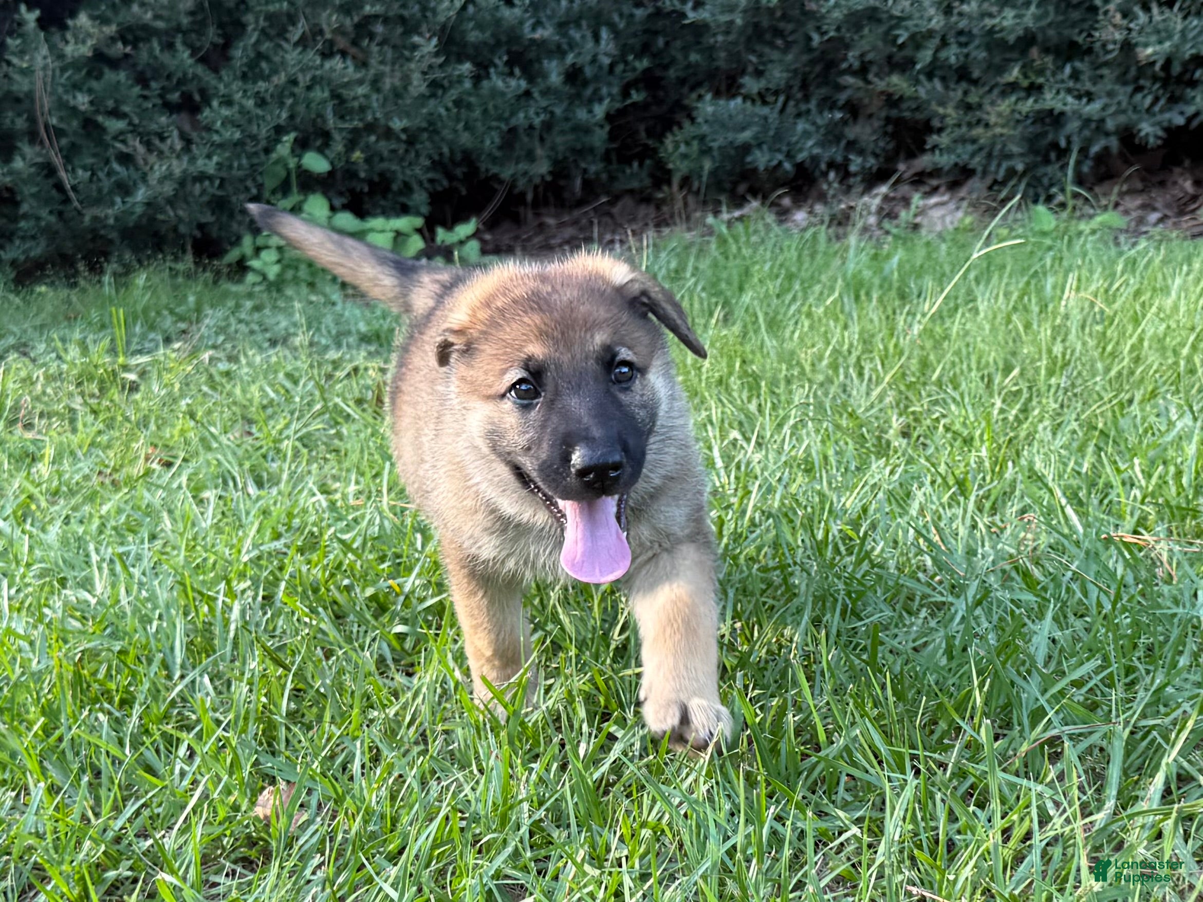 German Shepherd dogs Daisy - Ad 1