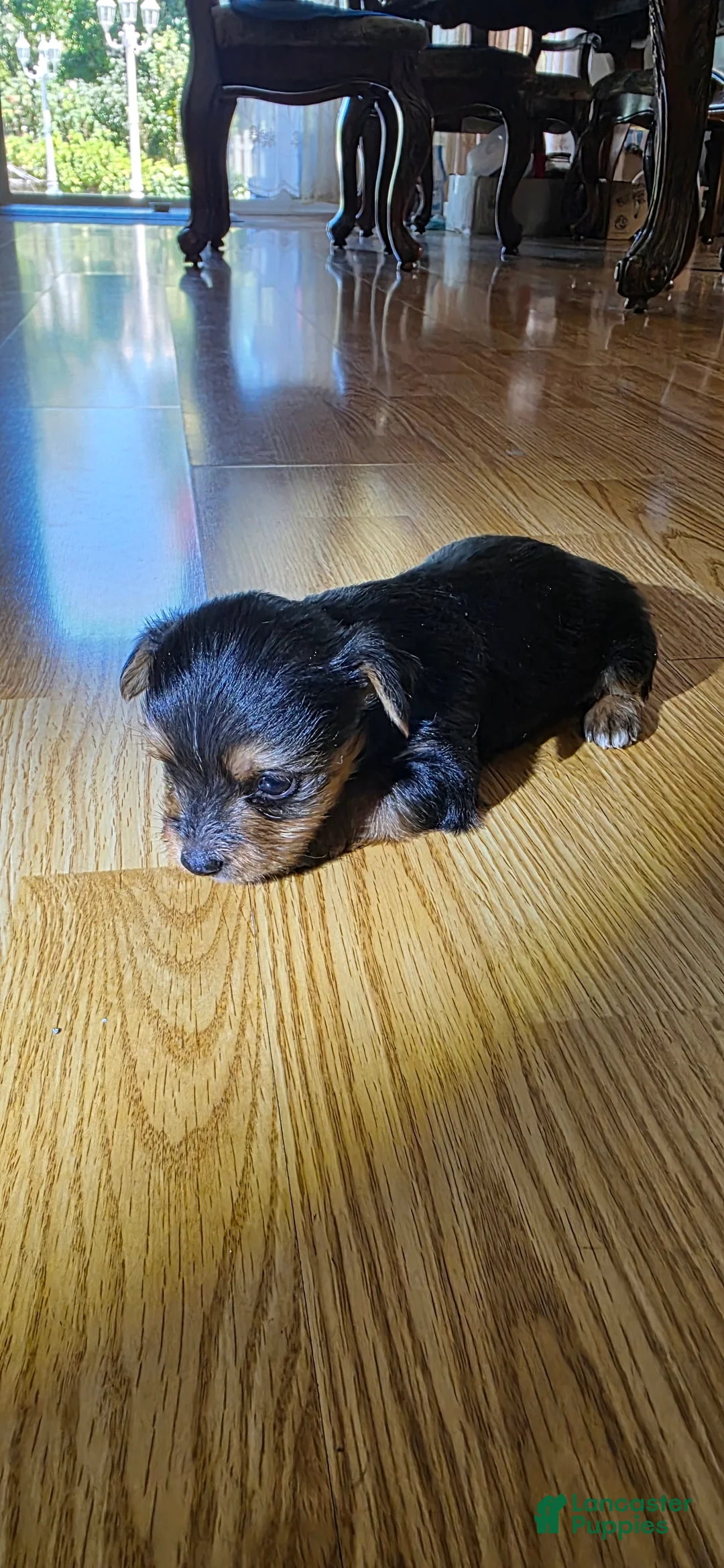 Yorkshire Terrier dogs for sale: Yorkshire Terrier 1 - Ad 2