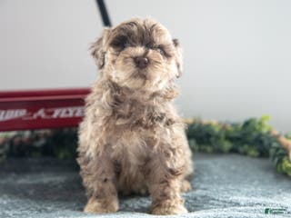 Mixed Breed dogs Brownie - Ad 22