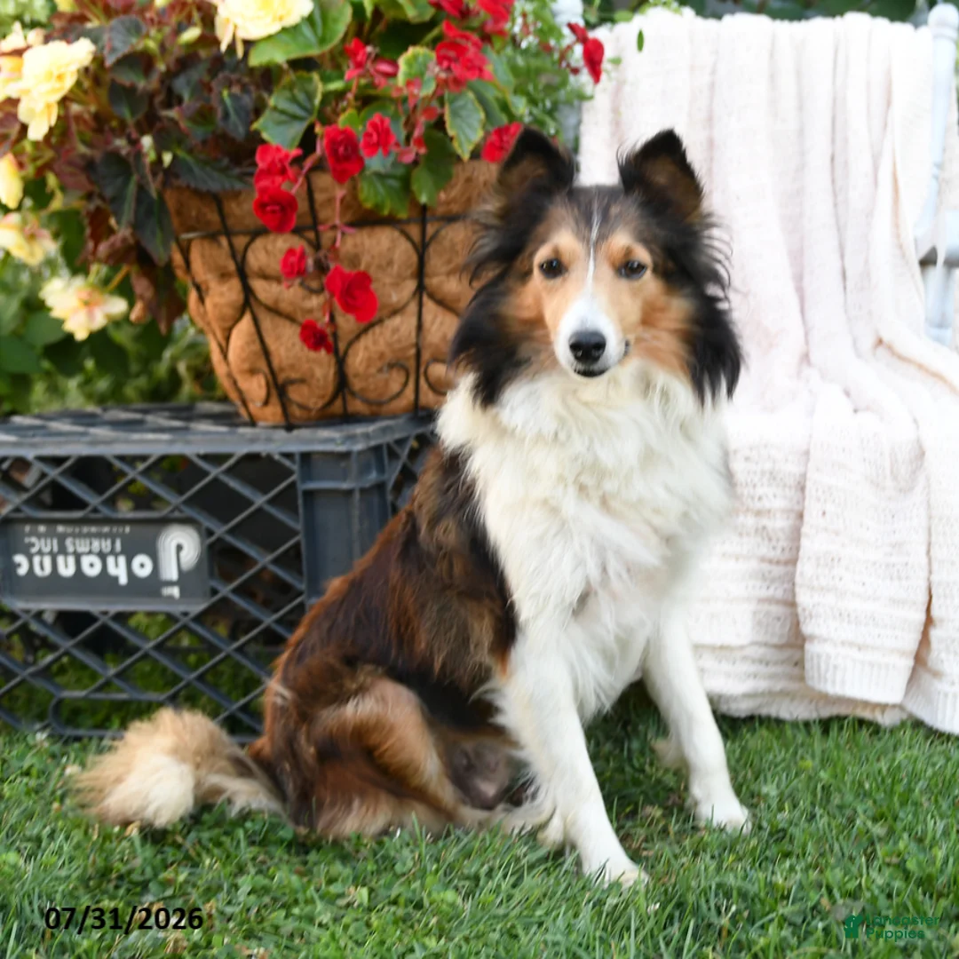Shetland Sheepdog dogs for sale: Dan  - Ad 4