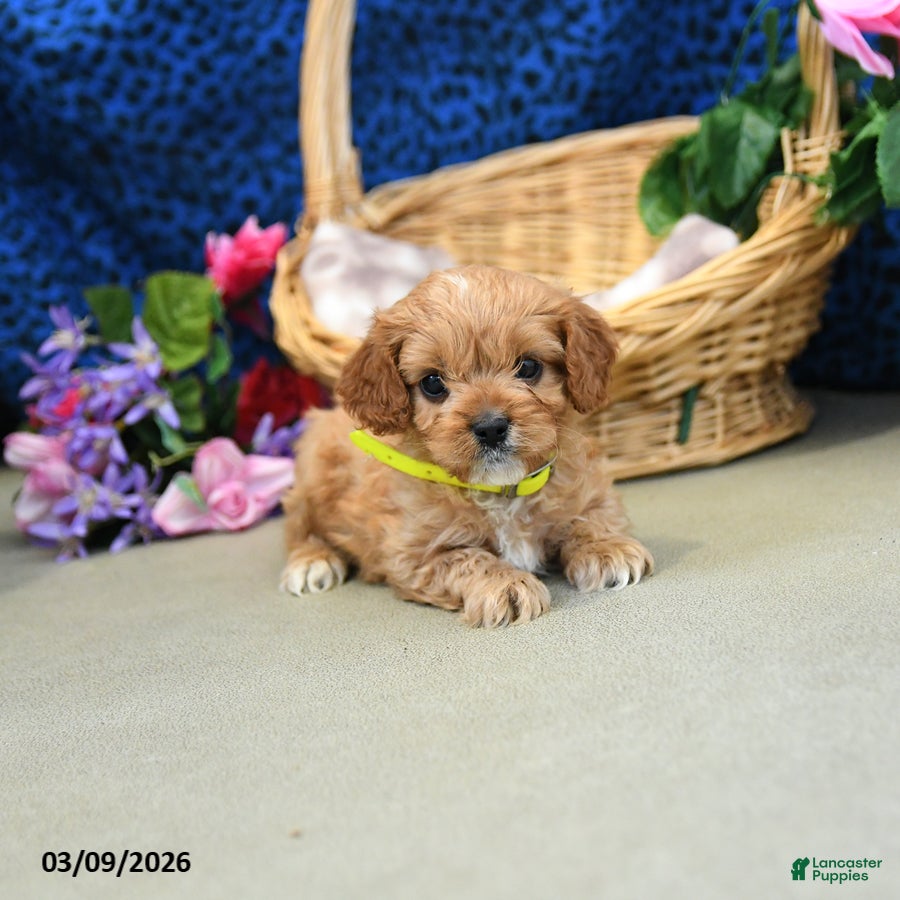 Cavapoo dogs Sunshine - Ad 2