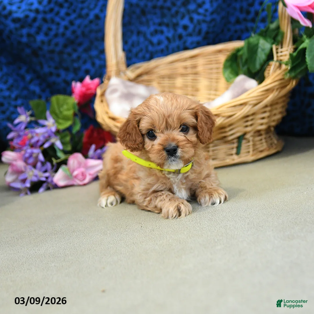 Cavapoo dogs for sale: Sunshine - Ad 2