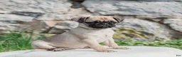 Pug dogs for sale: Honey  - Ad 3