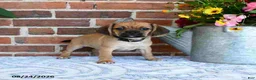 Puggle dogs for sale: Star - Ad 4