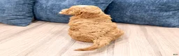 Mini Goldendoodle dogs for sale: Macy - Ad 5