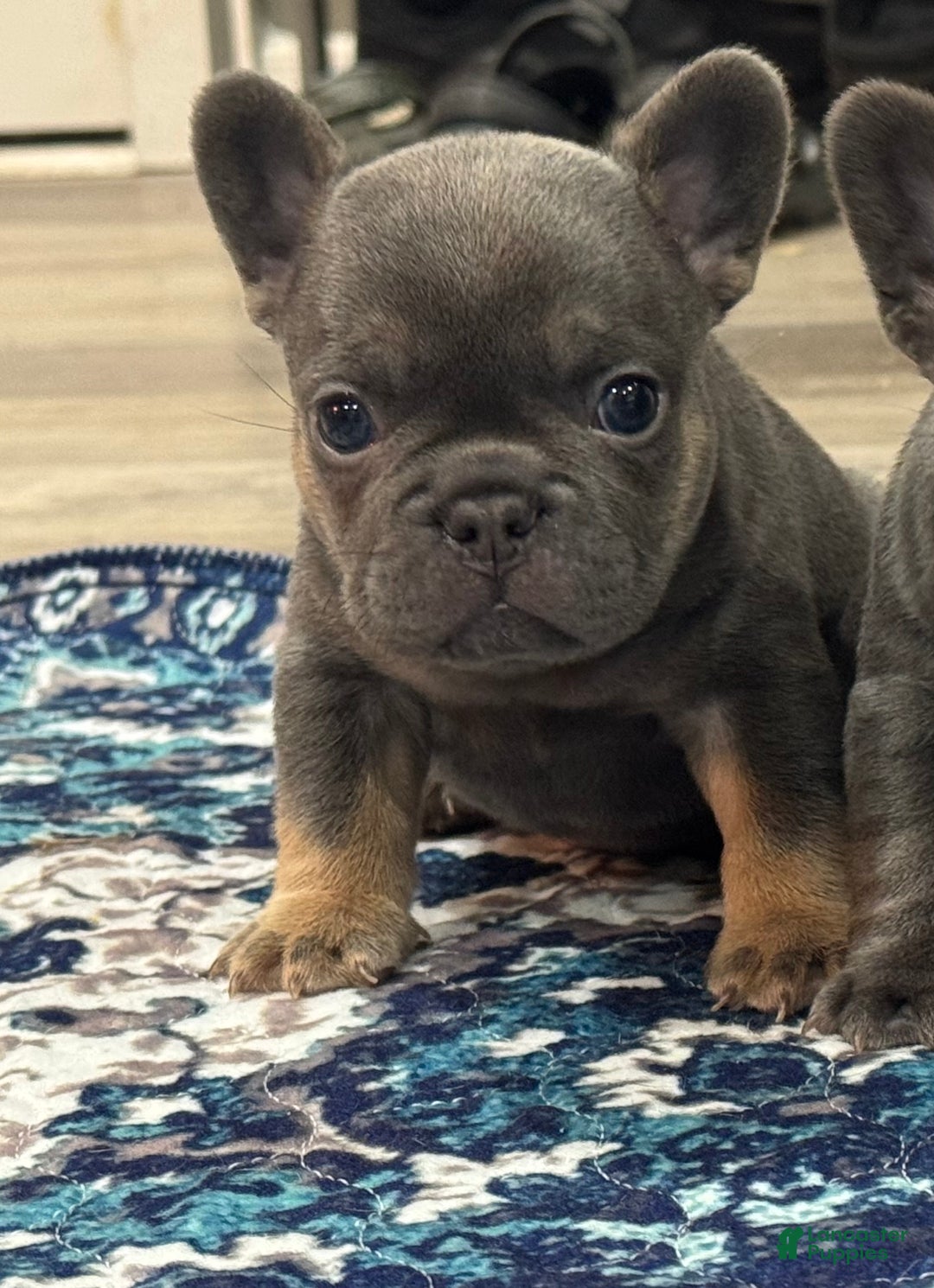 French Bulldog dogs for sale: French Bulldog Puppy 1 - Ad 5