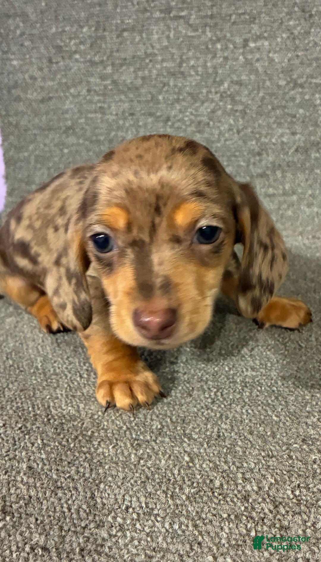 Miniature Dachshund dogs for sale: Tyler  - Ad 1
