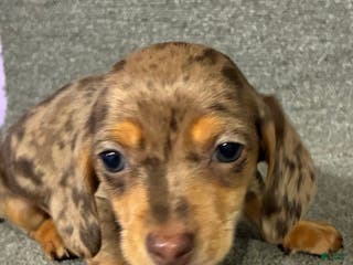 Miniature Dachshund dogs Tyler - Ad 24