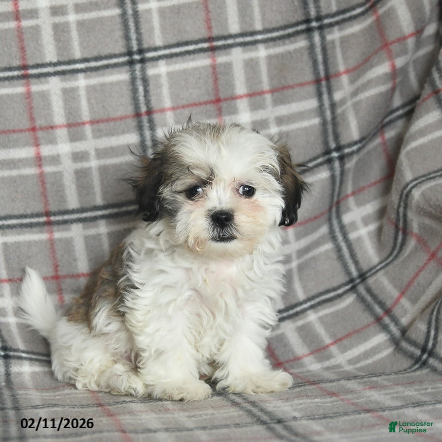 Mixed Breed dogs Queenie - Ad 2