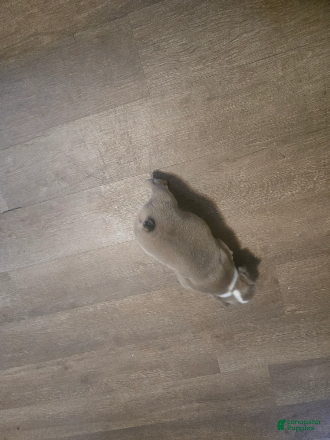 English Bulldog dogs for sale: English Bulldog 3 - Ad 2