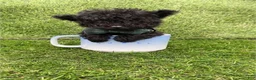 Toy Poodle dogs for sale: Toy Poodle 1 - Ad 1