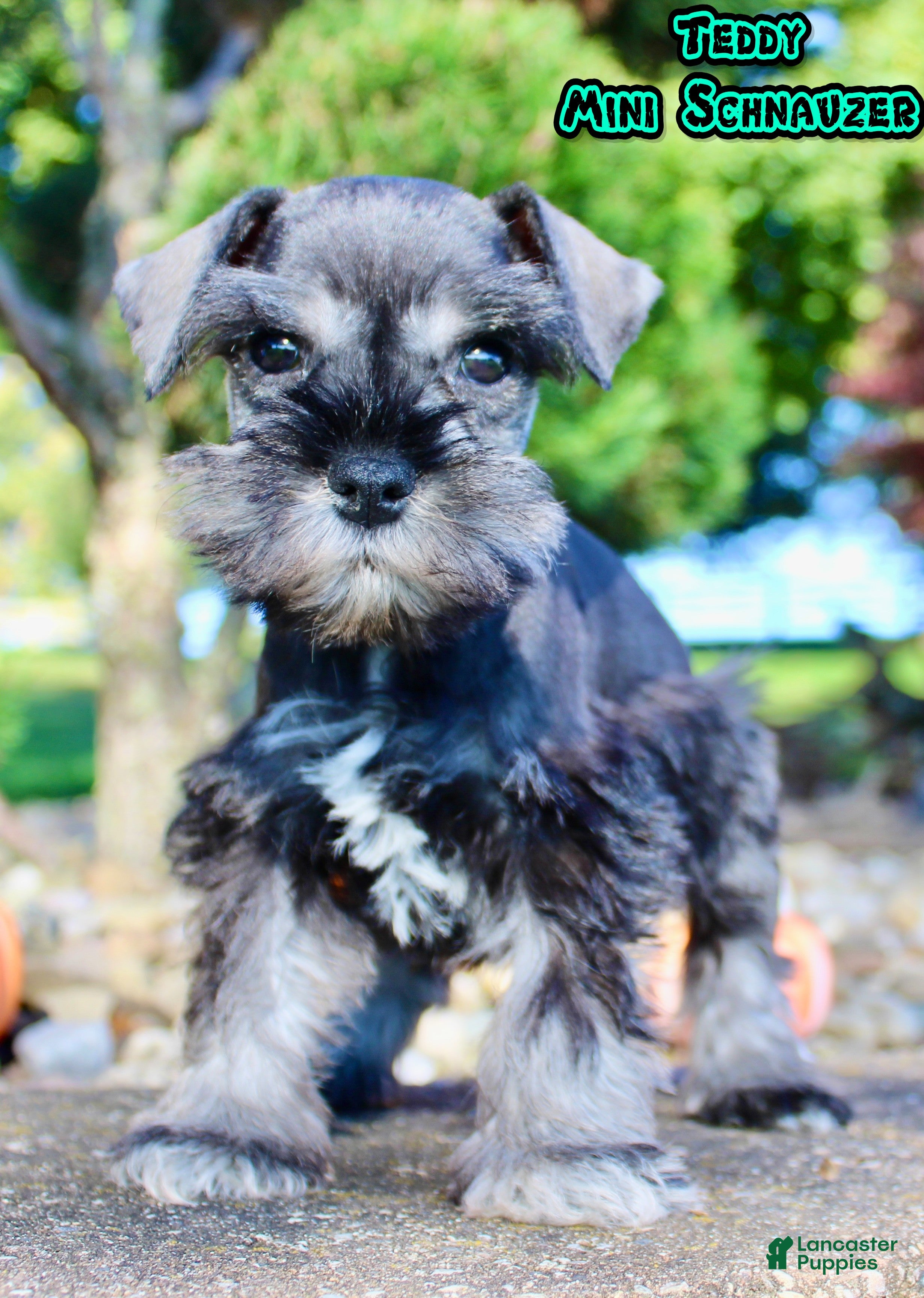 Miniature Schnauzer dogs Teddy Male AKC Mini Schnauzer - Ad 36