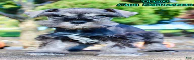 Teddy Male AKC Mini Schnauzer