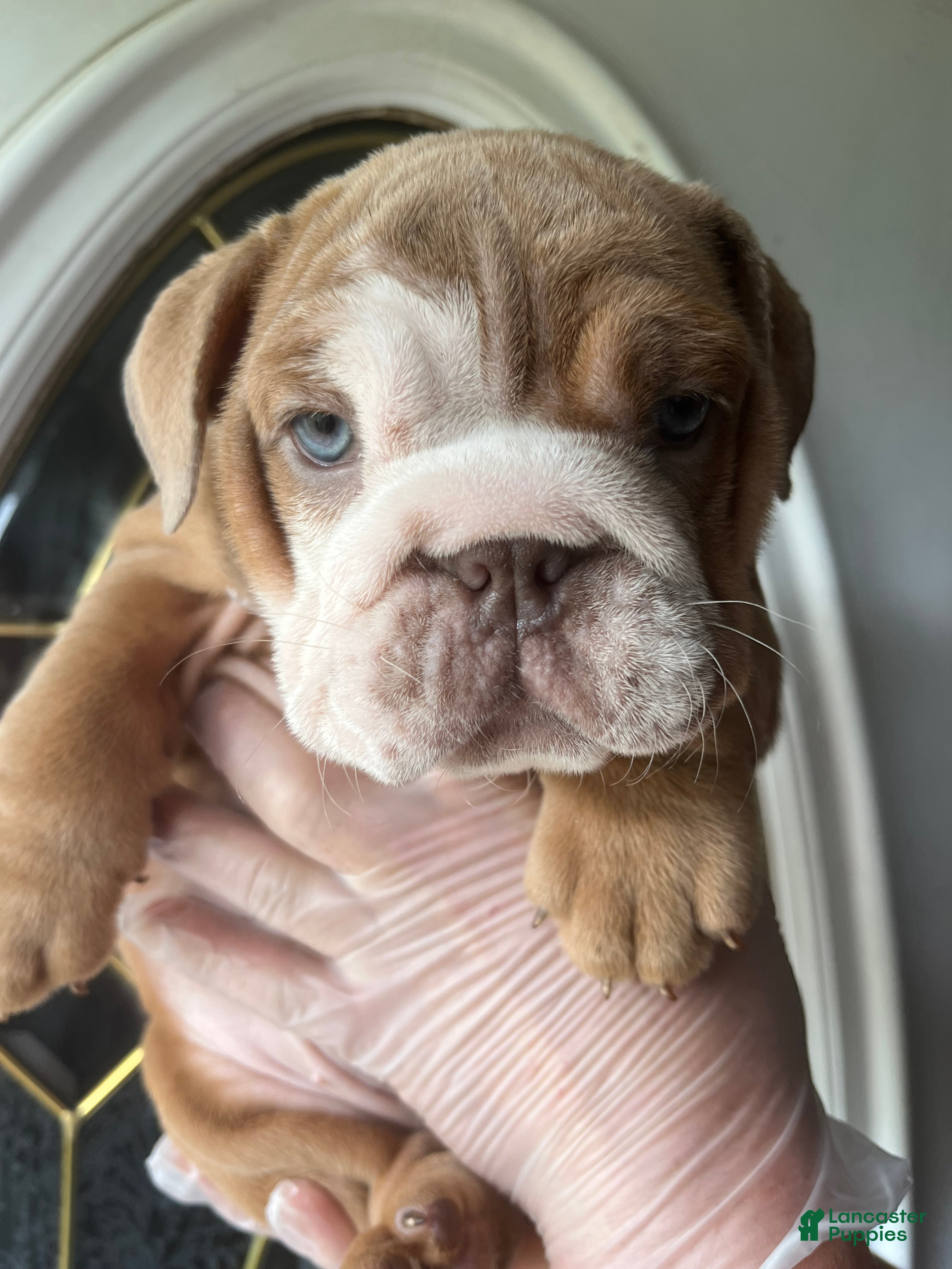 English Bulldog Puppy 6