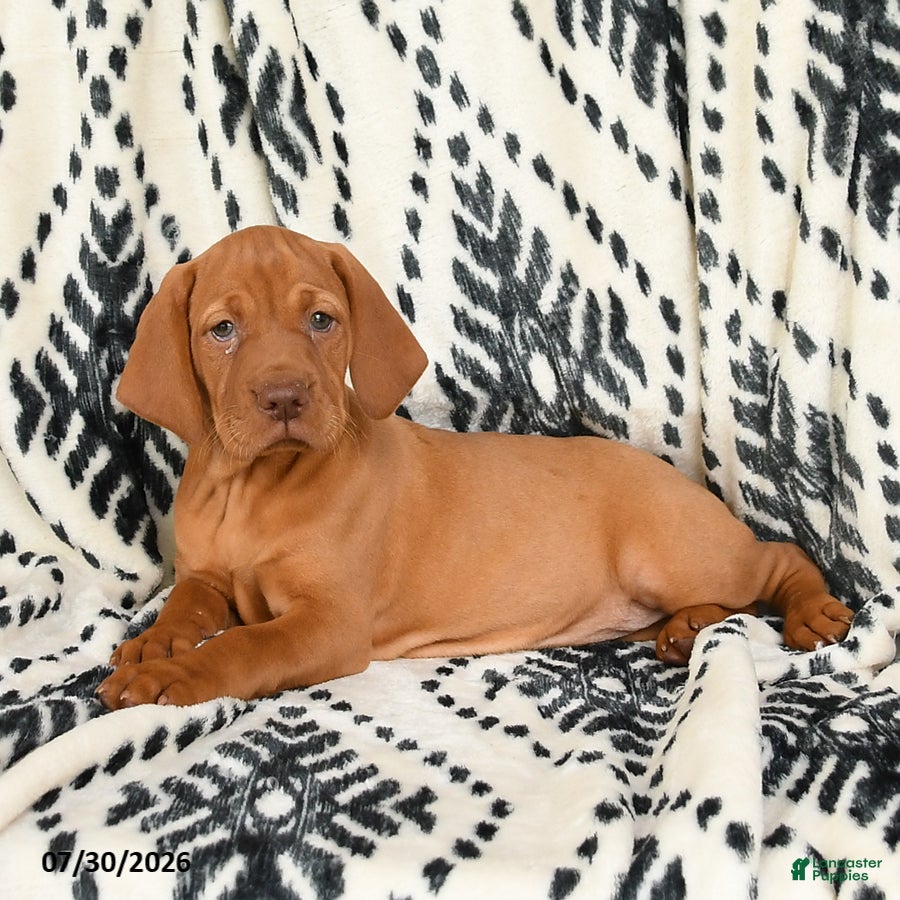 Vizsla dogs Candycorn - Ad 1