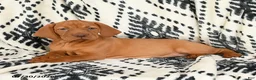 Vizsla dogs for sale: Candycorn - Ad 1