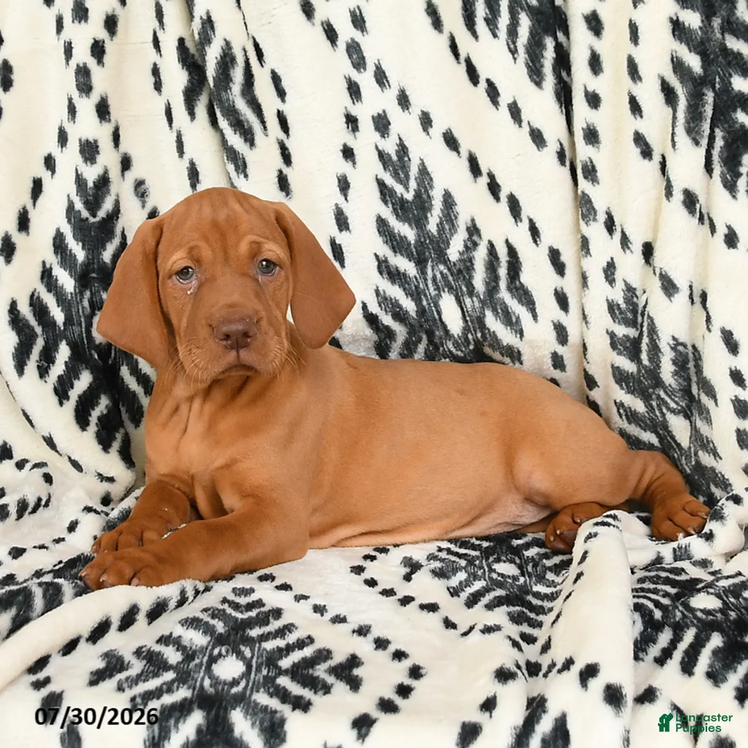 Vizsla dogs for sale: Candycorn - Ad 1
