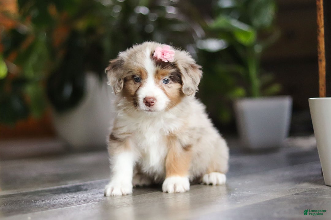 Miniature Australian Shepherd dogs for sale: Carmella - Ad 4