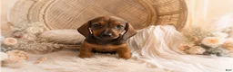Miniature Dachshund dogs for sale: Oscar - Ad 1