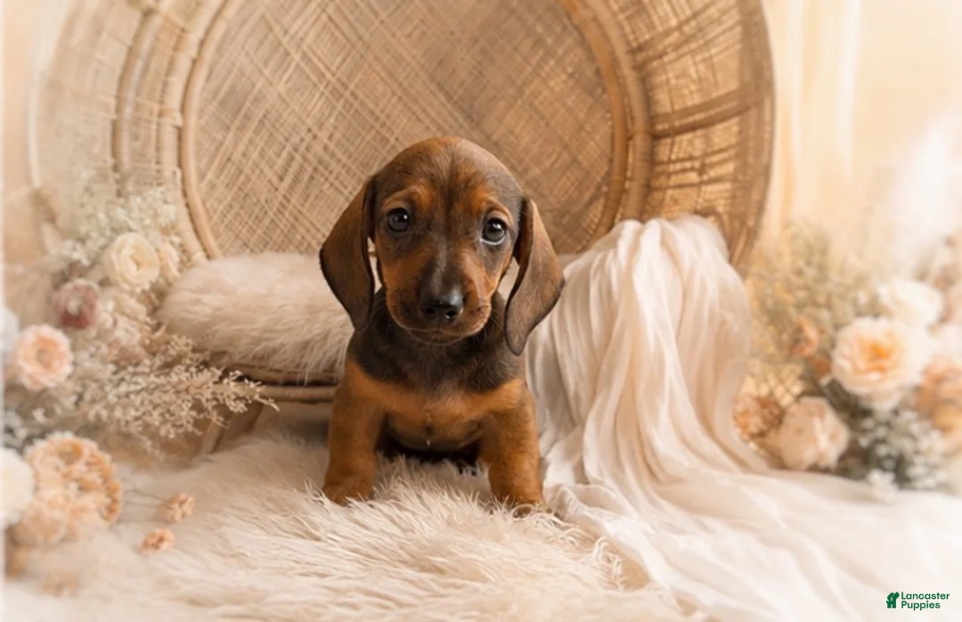 Miniature Dachshund dogs for sale: Oscar - Ad 1