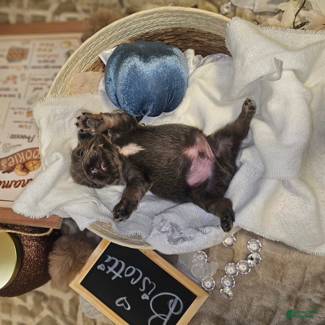 French Bulldog dogs for sale: Biscotti AKC Fluffy  - Ad 27