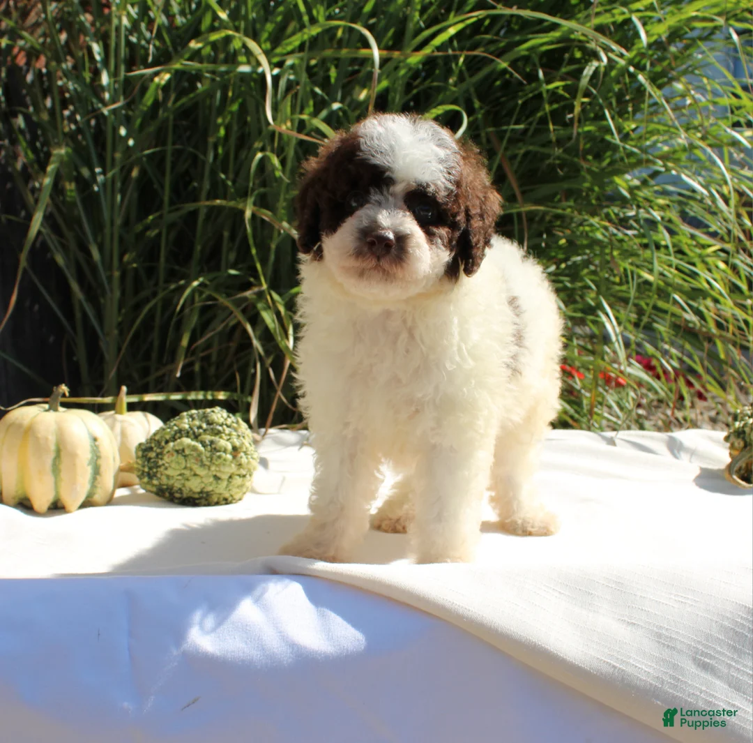 Miniature Poodle dogs for sale: Stella - Ad 2
