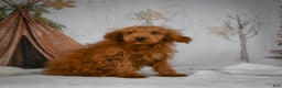 Mini Goldendoodle dogs for sale: Royce - Ad 10