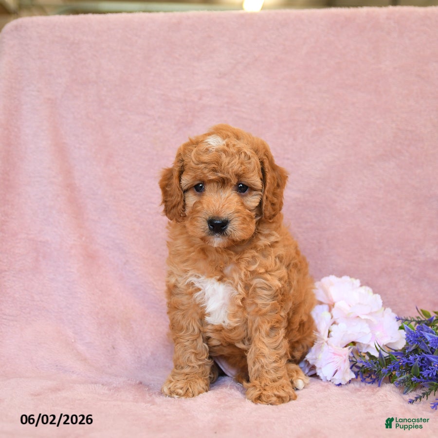 Cavapoo dogs Fido - Ad 1