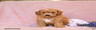 Fido