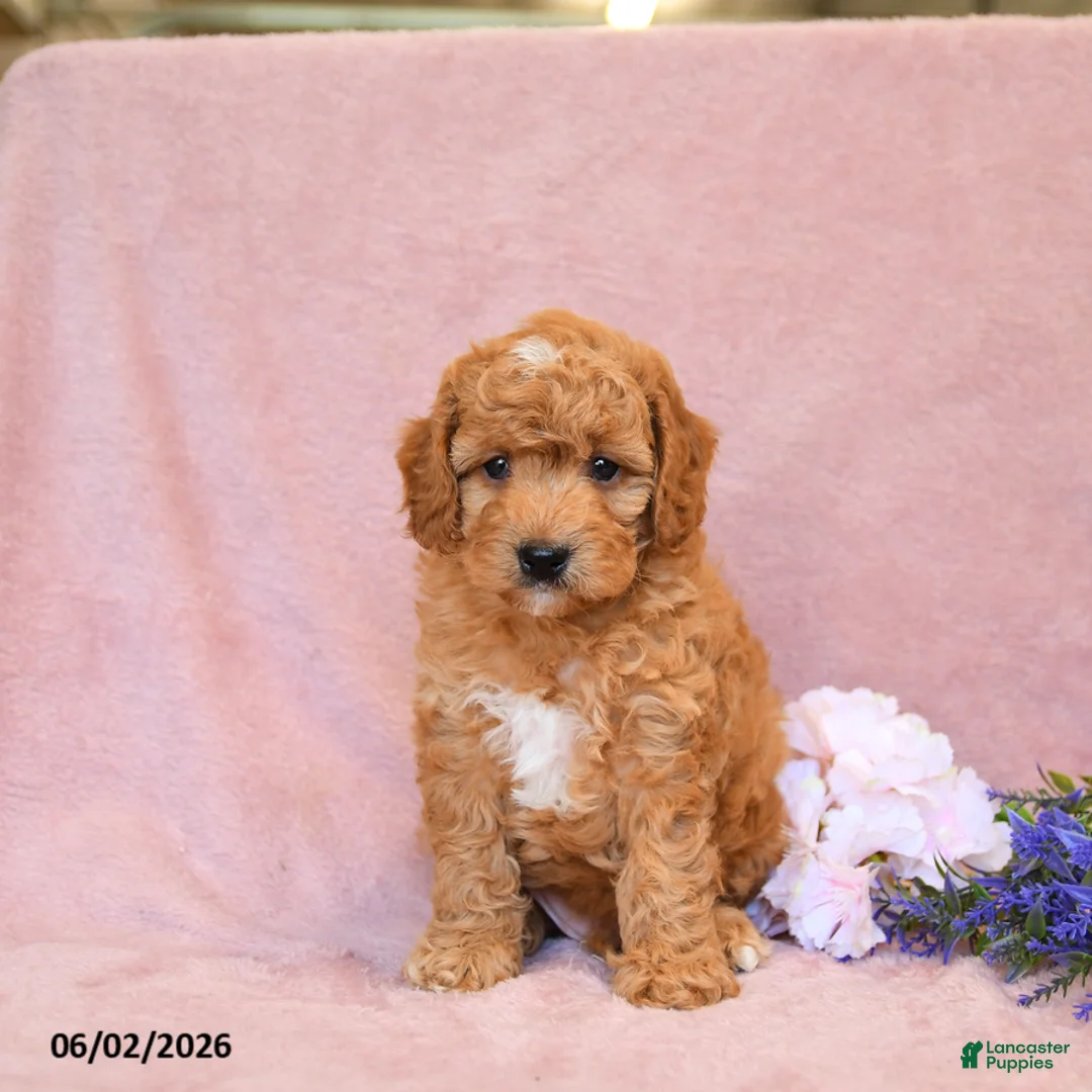 Cavapoo dogs for sale: Fido - Ad 1