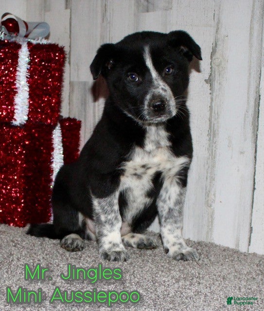 Mini Aussiedoodle dogs Mr. Jingles - Ad 23