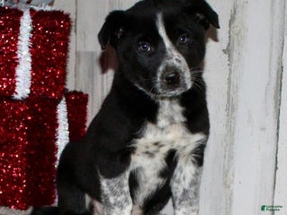 Mini Aussiedoodle dogs Mr. Jingles - Ad 24