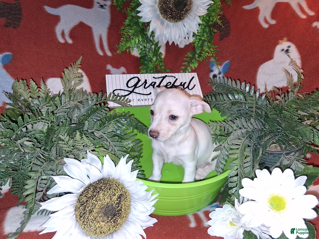 Jack Chi dogs for sale: Fred  - Ad 2