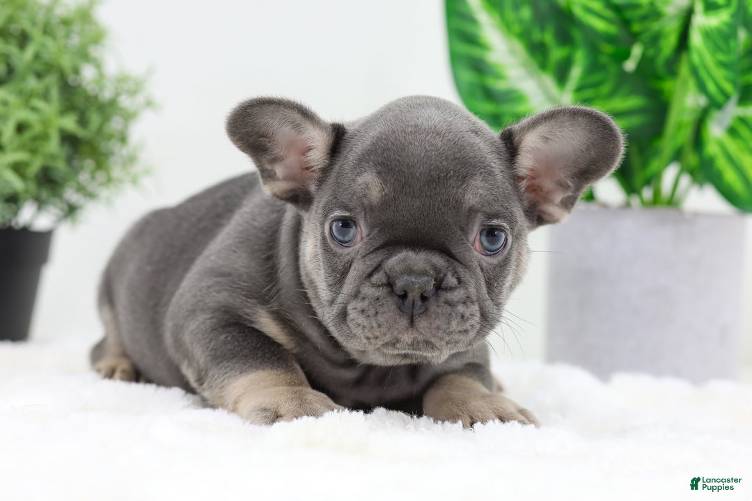 French Bulldog dogs for sale: Eaton - Ad 4