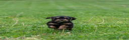 Cavapoo dogs for sale: Turbo Cavapoo Puppy  - Ad 10