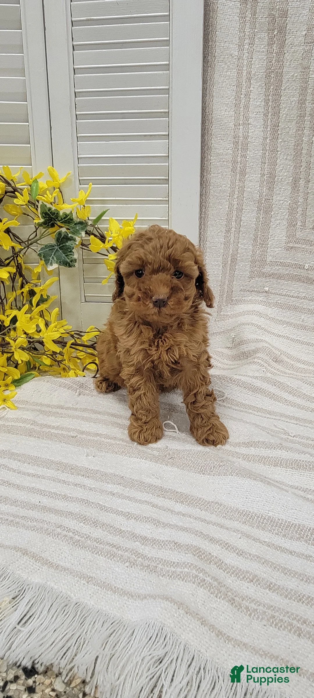 Toy Poodle dogs for sale: Rocket - Ad 9