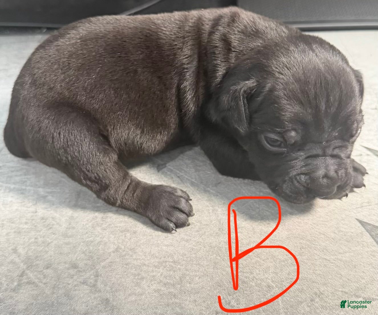 Cane Corso dogs Max - Ad 2