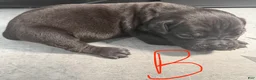 Cane Corso dogs for sale: Max - Ad 2