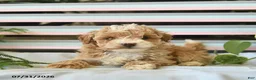 Miniature Poodle dogs for sale: Biscuit  - Ad 2