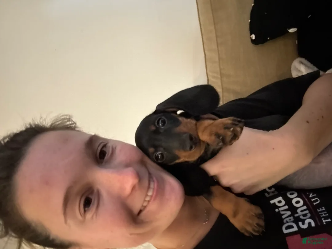 Miniature Dachshund dogs for sale: Miniature Dachshund Puppy 1 - Ad 4