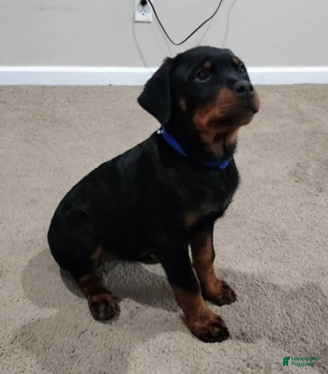 Rottweiler dogs for sale: Miller - Ad 5